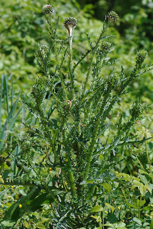 Carduus nutans / Cardo rosso